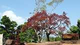 160-古木の枝垂れ紅葉